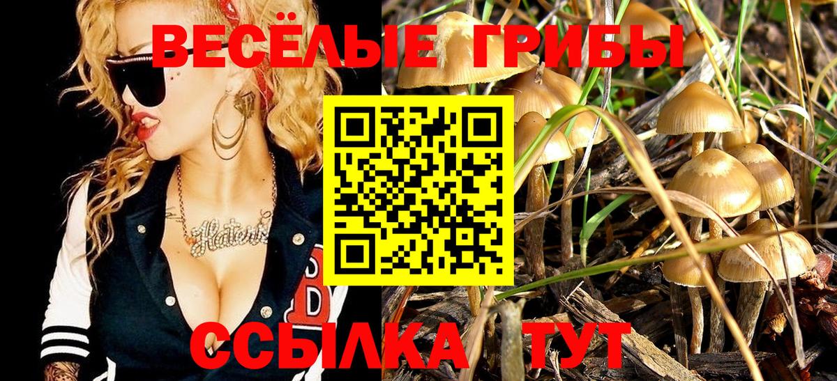 Канаш  Псилоцибиновые грибы Psilocybe  Вход с VPN 